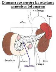 Fisiologia Etomago 3